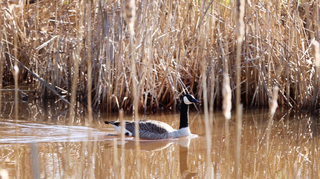 canadian goose on ontonagon river michigan