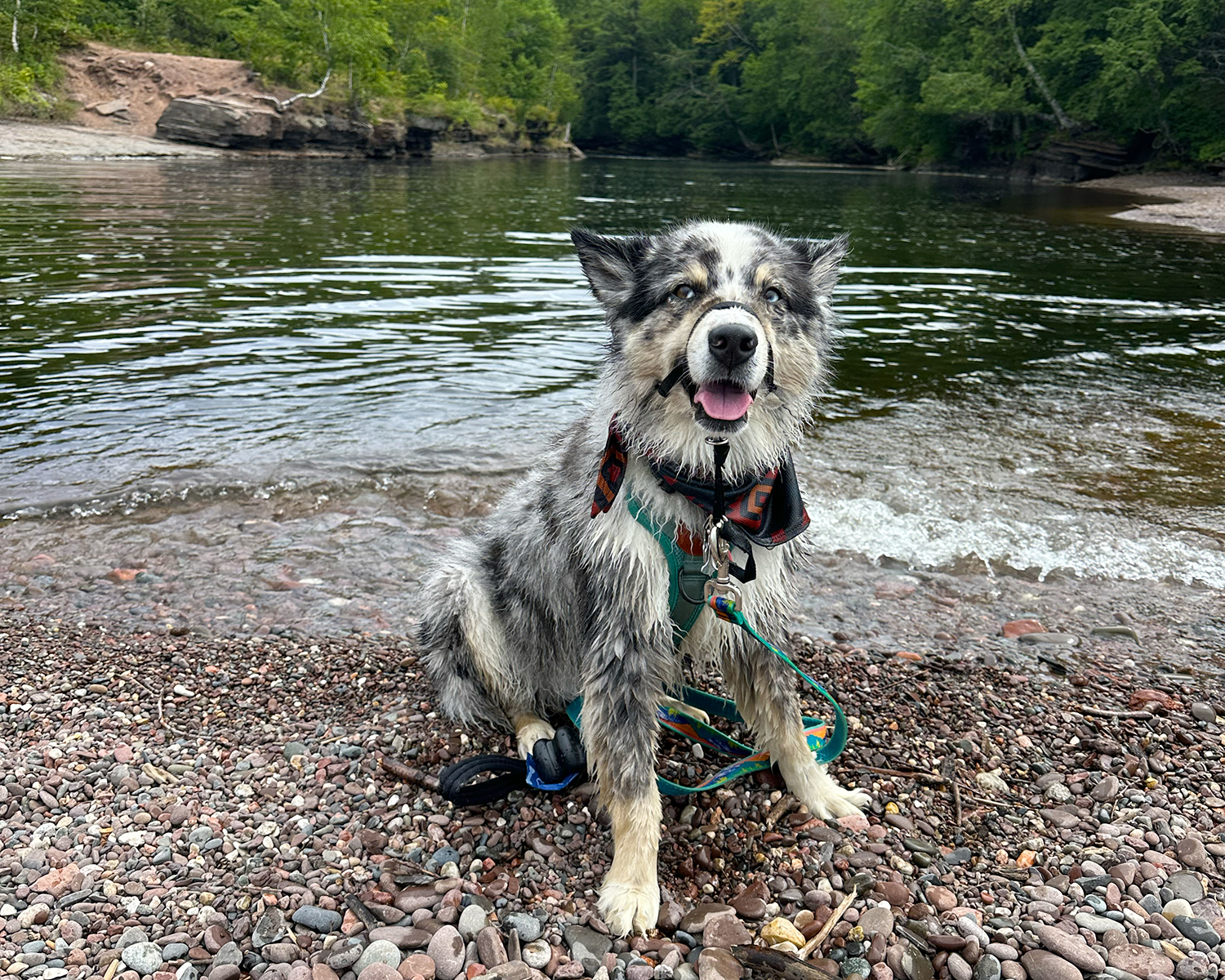 dog by presque isle river in ontonagon michigan