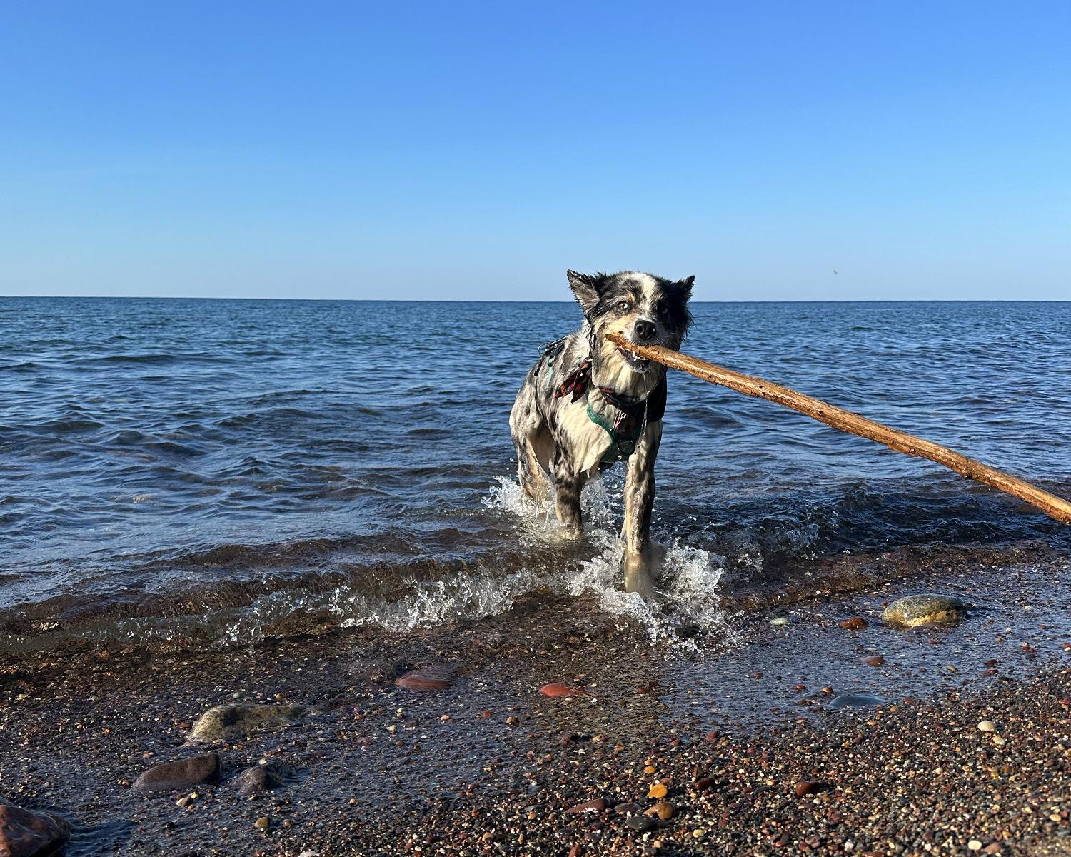 dog in lake superior with stick in porcupine mountains