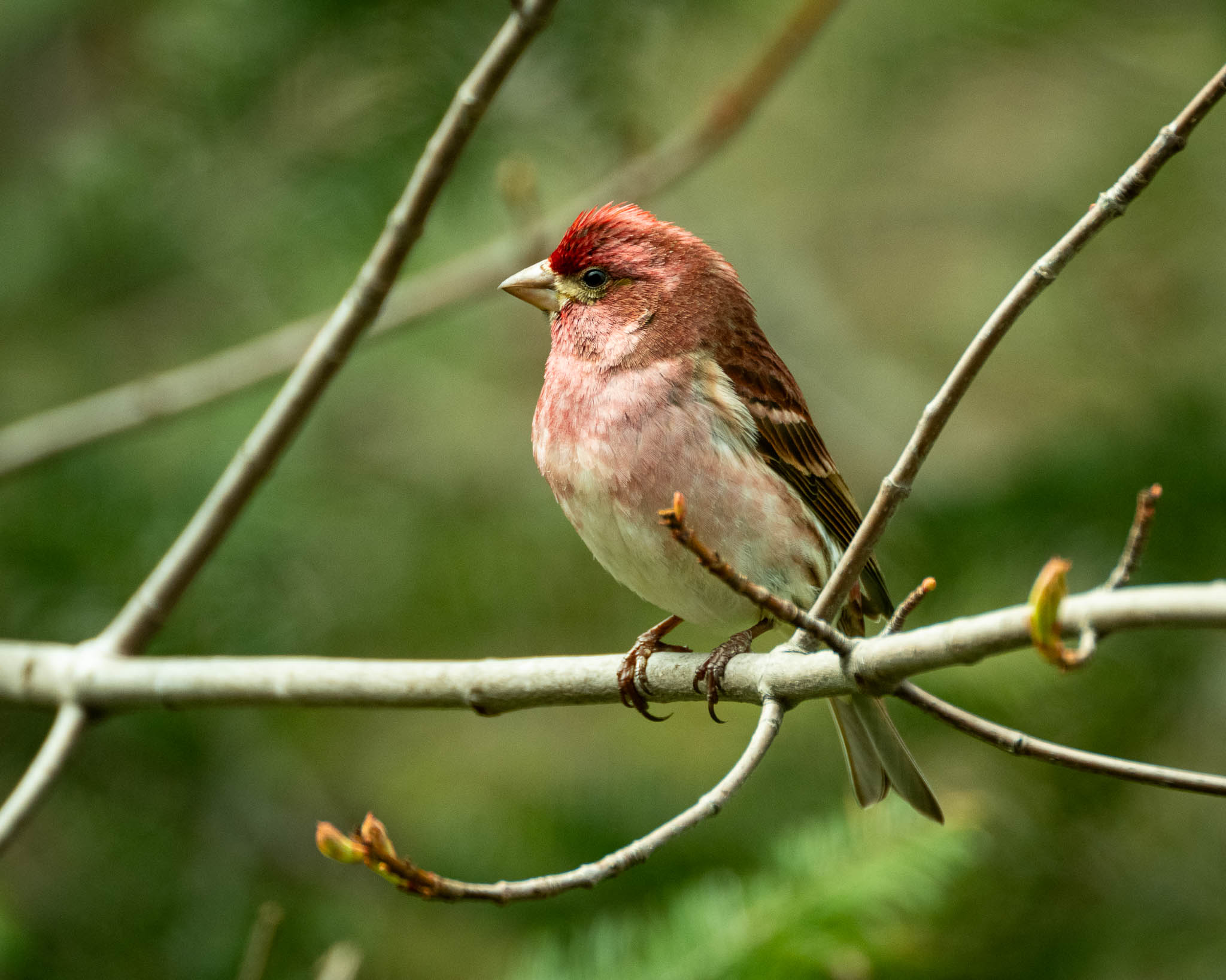 bird watching porcupine mountains